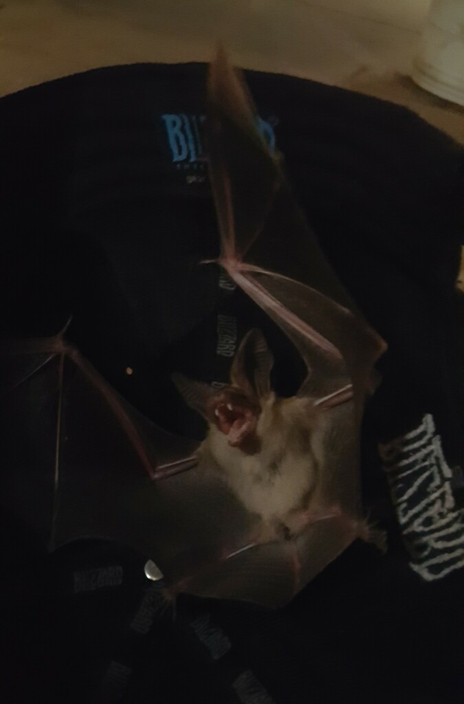 Antrozous pallidus (Pallid Bat), California species