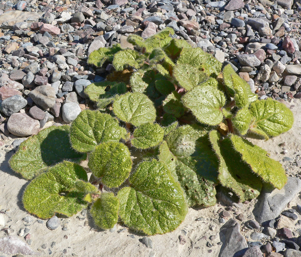 Anulocaulis annulatus (Valley ringstem), native California herb