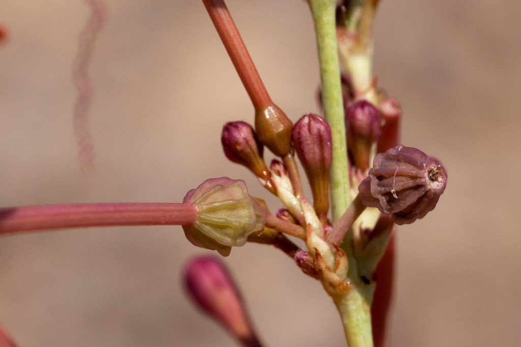 Anulocaulis sp. (Ringstem), non-native California perennial
