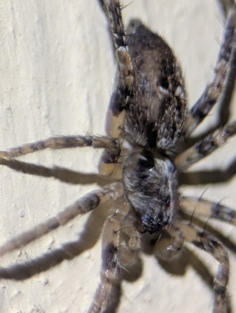 Anyphaena aperta, California species