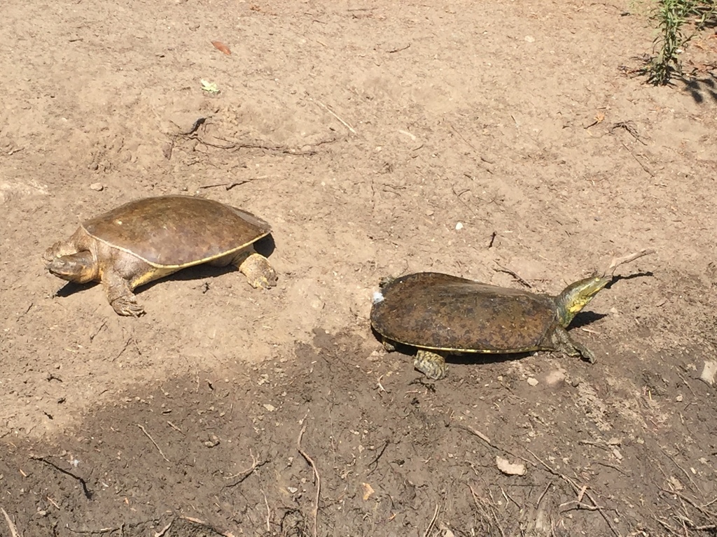 Apalone spinifera (Spiny Softshell), California species