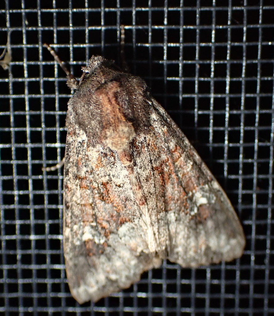 Apamea amputatrix (Yellow-headed Cutworm Moth), California species
