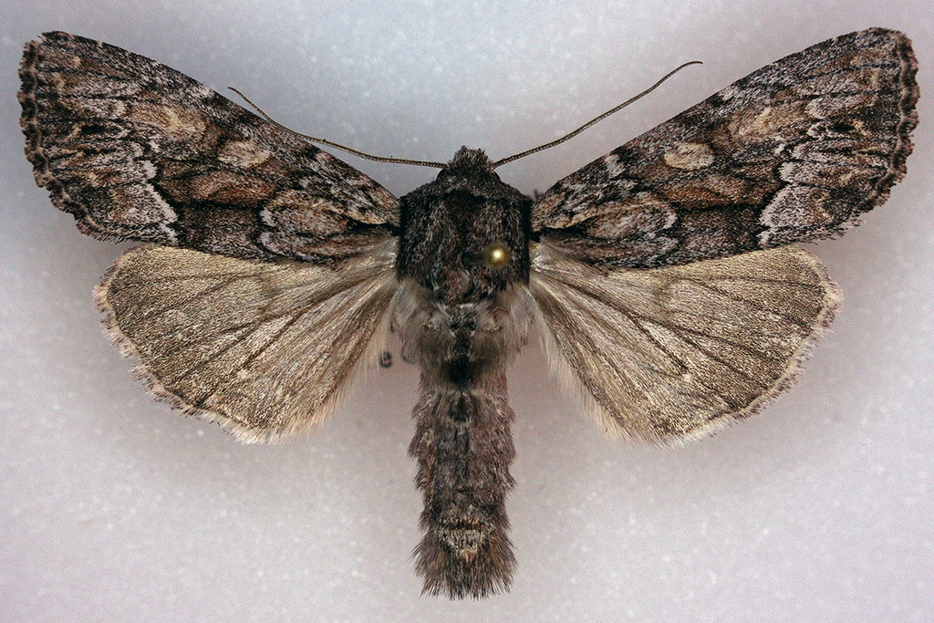 Apamea centralis, California species