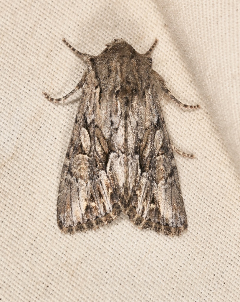 Apamea cinefacta, California species