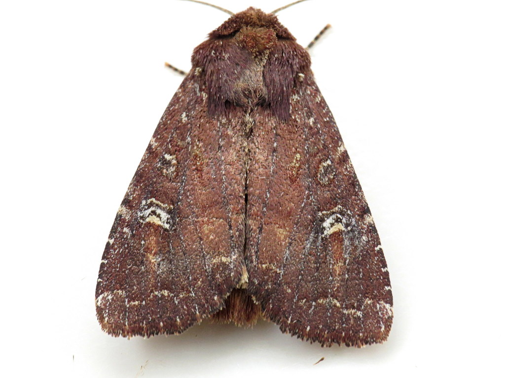 Apamea cogitata (Thoughtful Apamea), California species