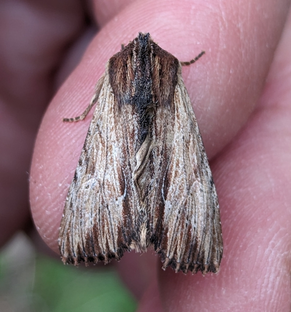 Apamea cuculliformis, California species