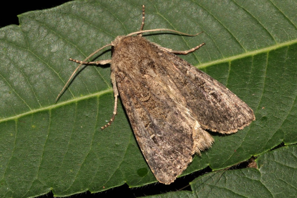 Apamea devastator (Glassy Cutworm), California species