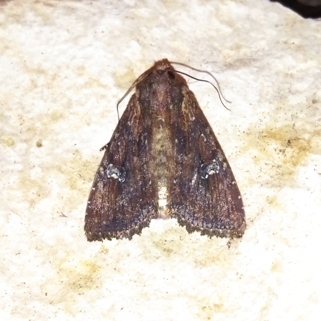 Apamea digitula, California species