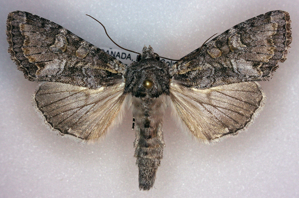 Apamea occidens (Western Apamea), California species