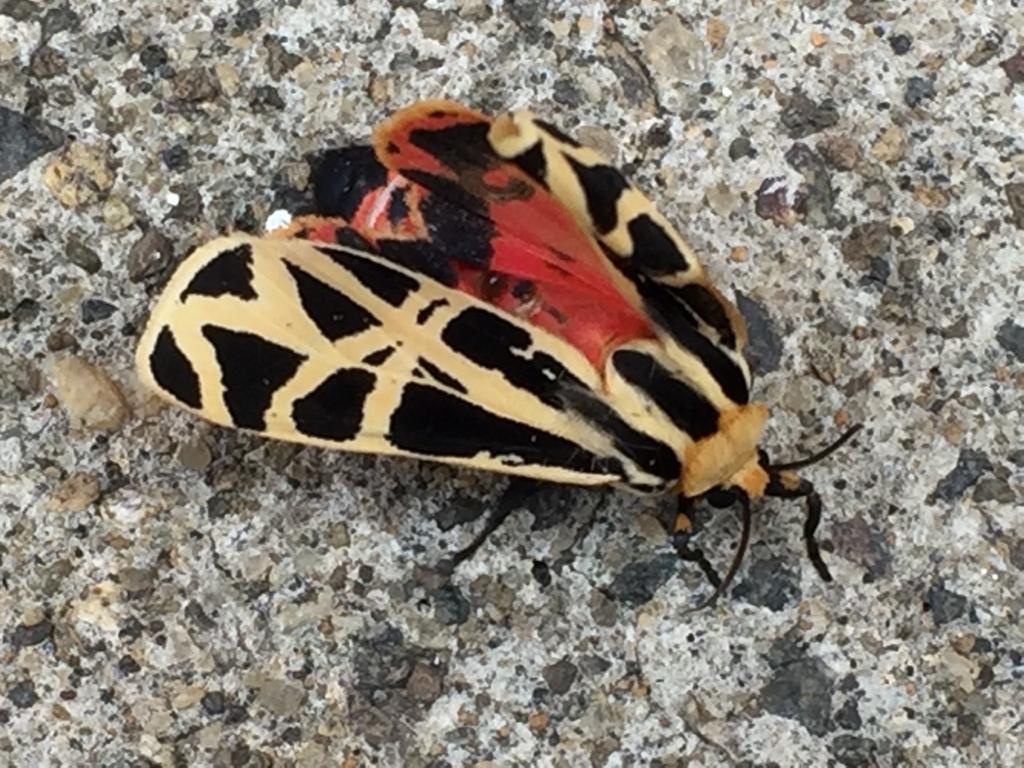 Apantesis proxima (Mexican Tiger Moth), California species