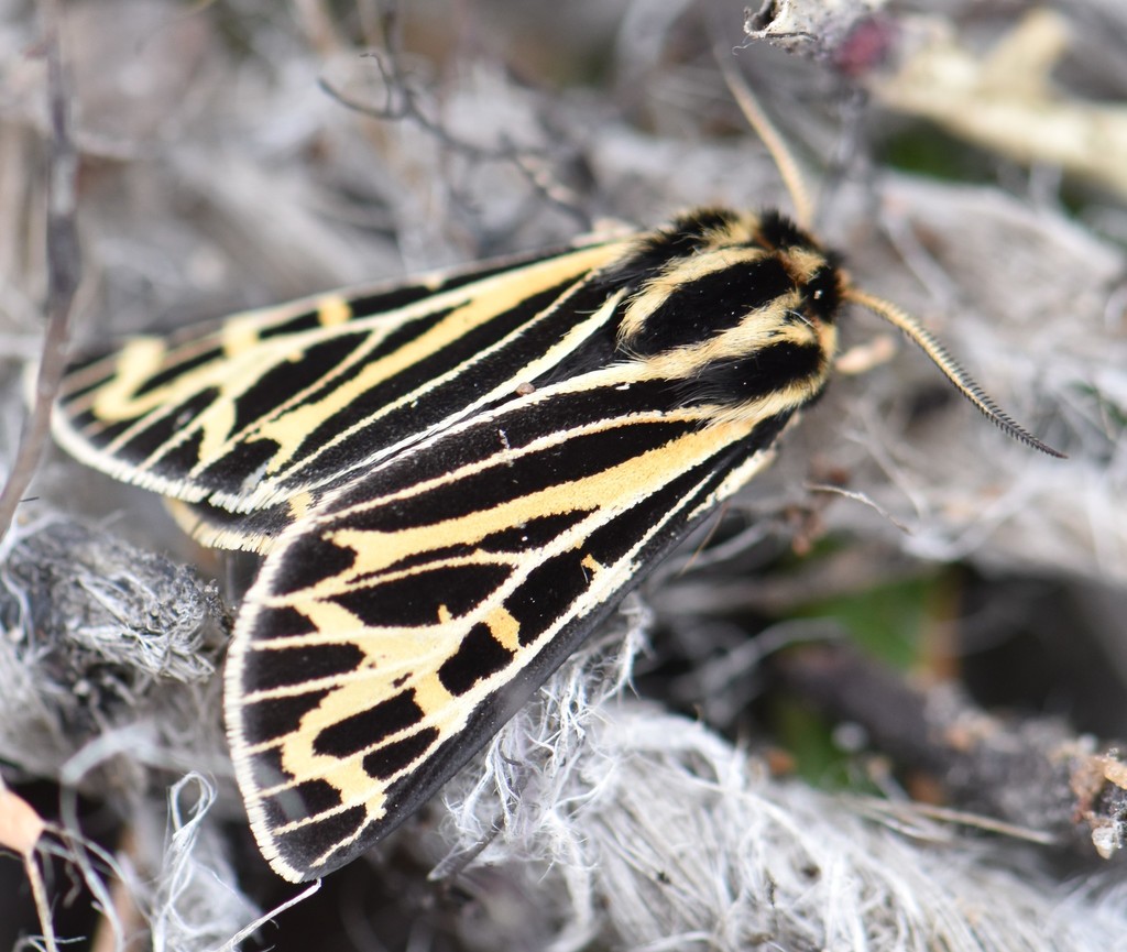 Apantesis sp. (Tiger Moth (generic)), California species