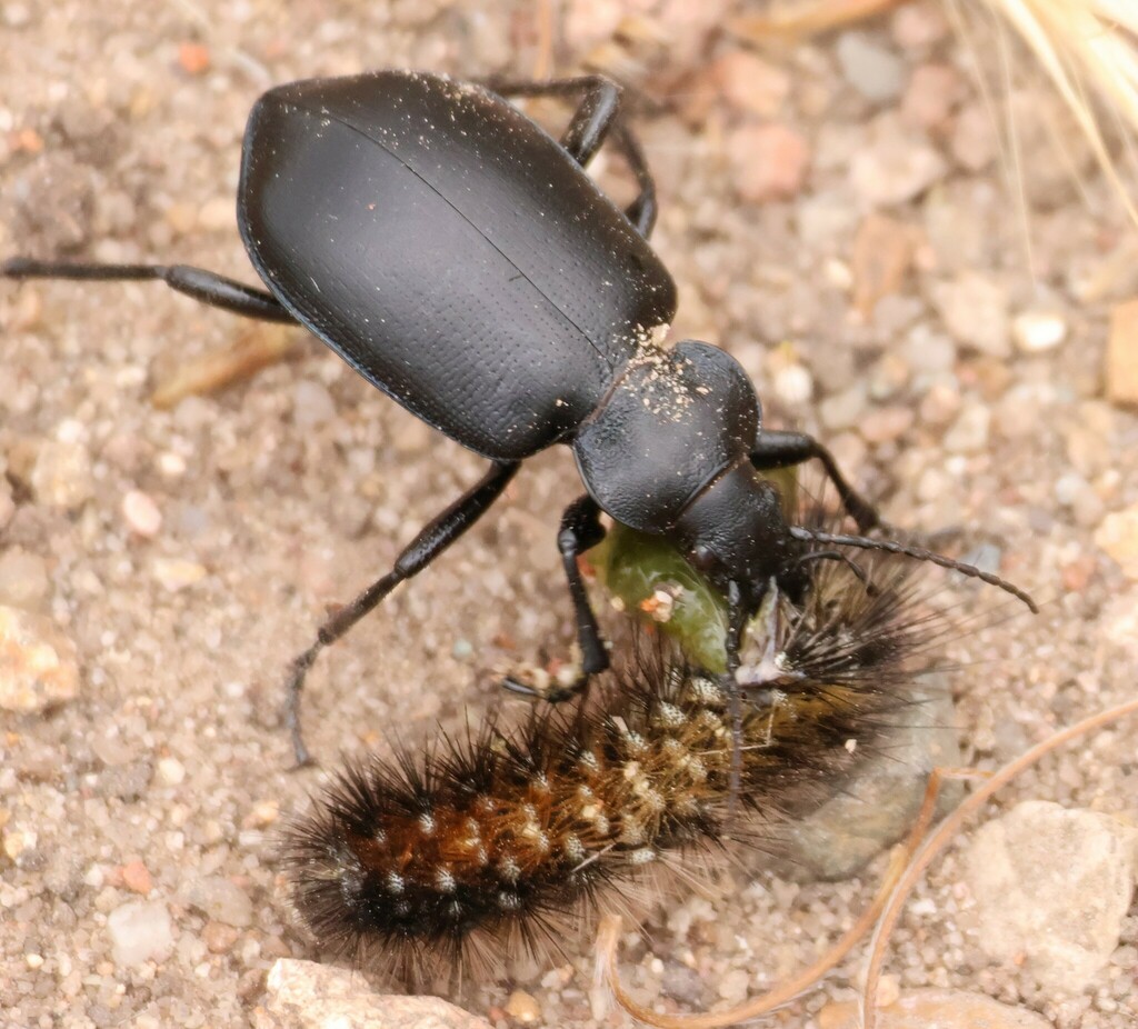 Apantesis ursina (Ursine Tiger Moth), California species