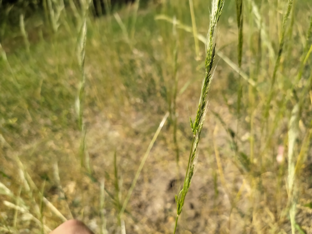 Apera interrupta (Dense silky bent), non-native California grass
