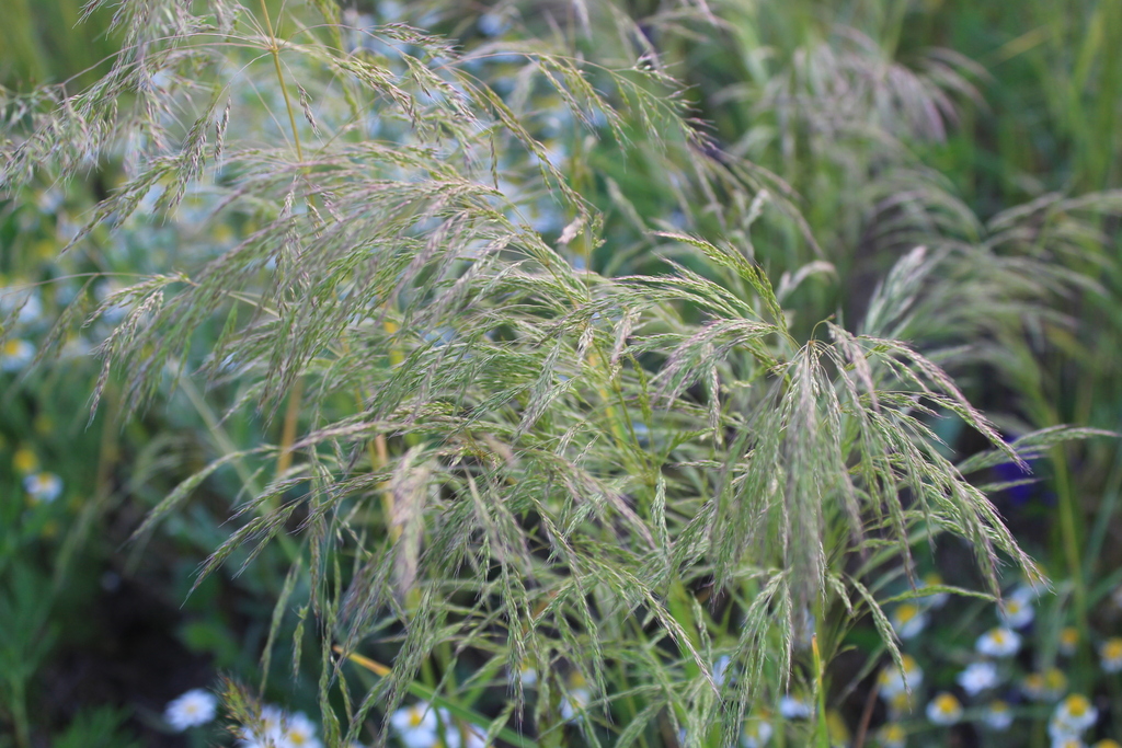 Apera spica-venti (Loose silky bent), non-native California grass