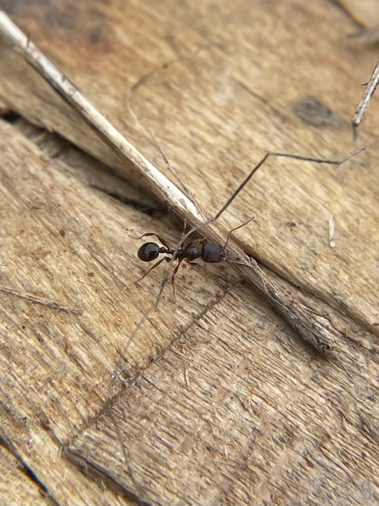 Aphaenogaster occidentalis (Western Collared Ant), California species