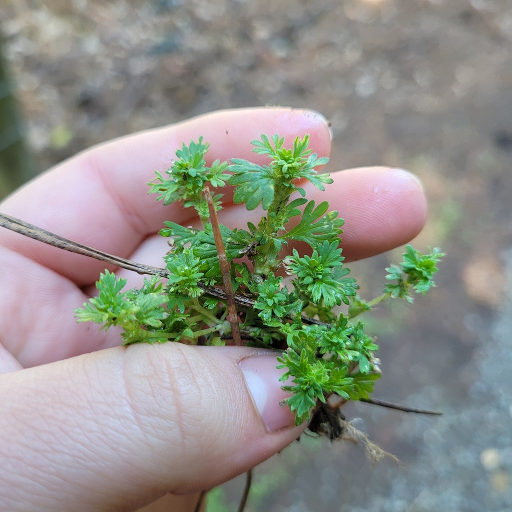 Aphanes occidentalis (Western lady's mantle), native California annual