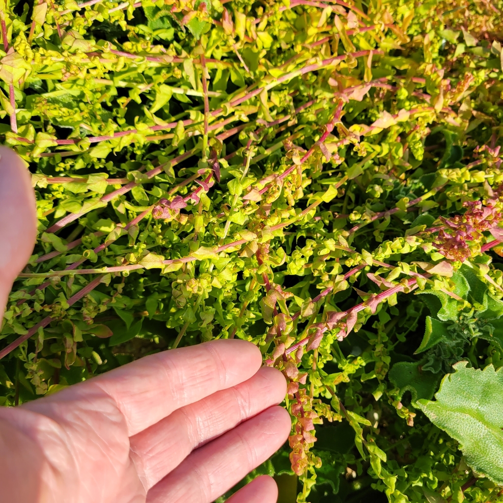 Aphanisma blitoides (Aphanisma), native California herb