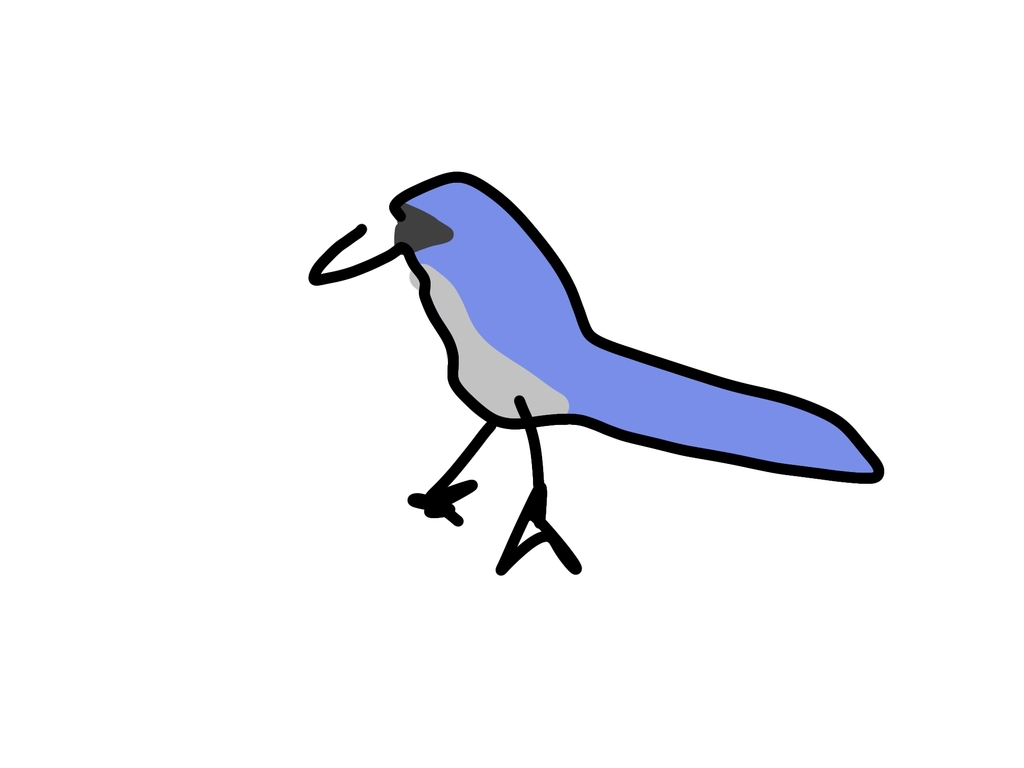 Aphelocoma californica (Western Scrub-Jay), California species