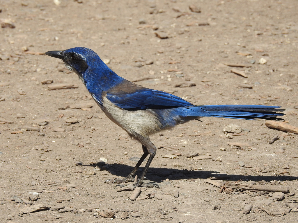 Aphelocoma insularis (Island Scrub-jay), California species