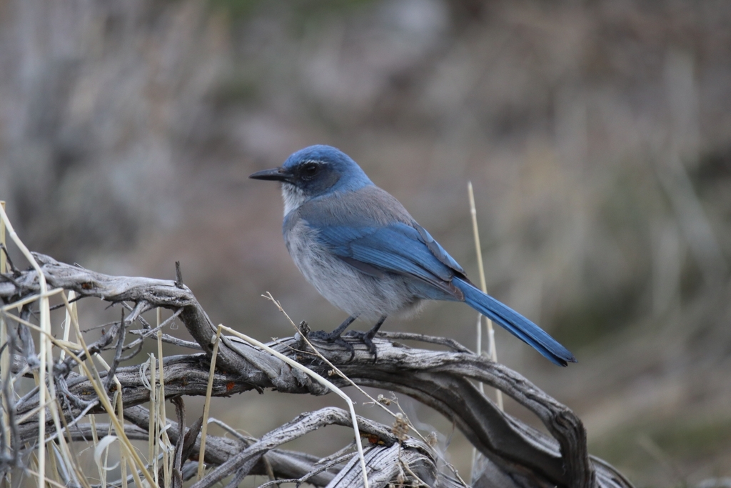 Aphelocoma woodhouseii (Woodhouse's Scrub-Jay), California species