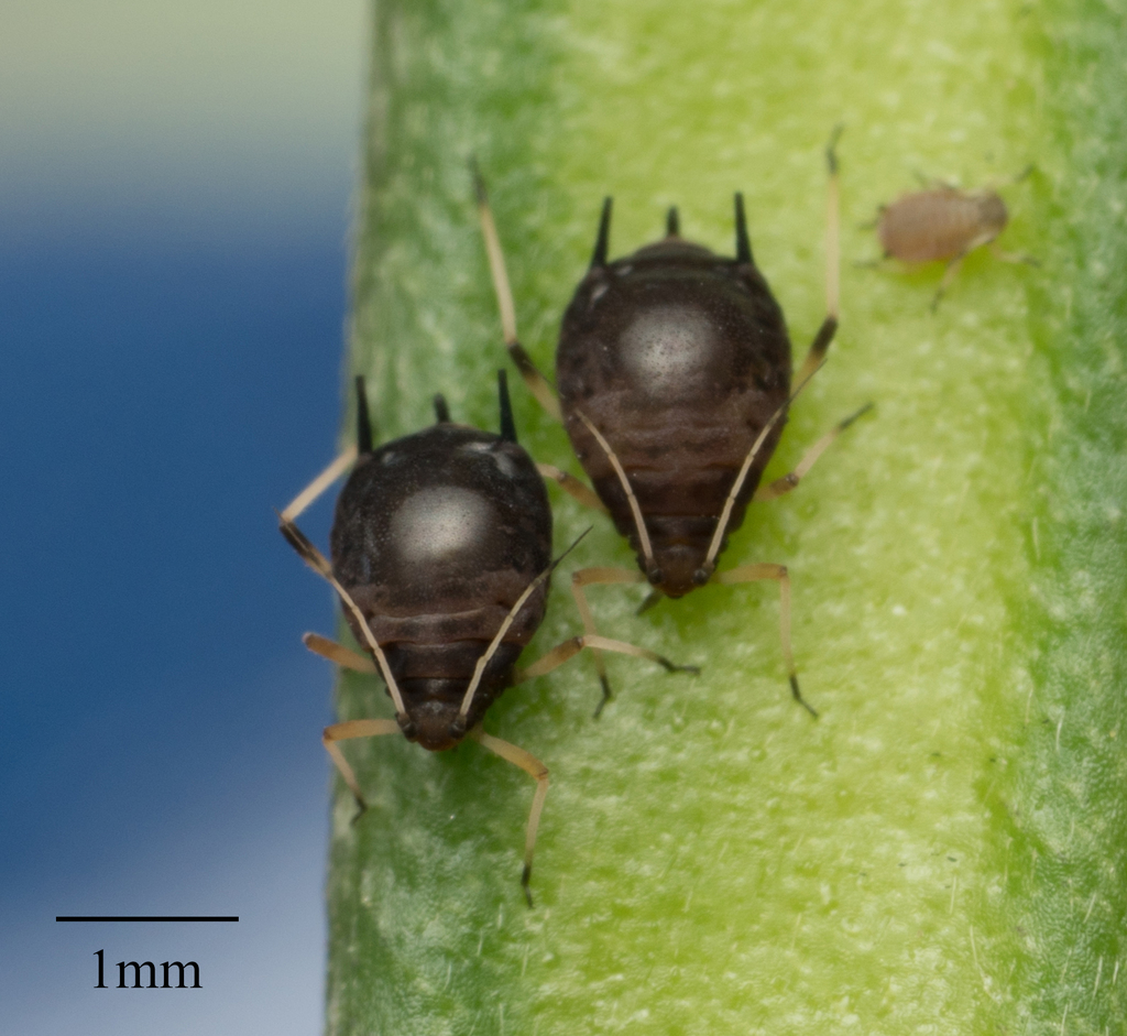 Aphis craccivora (Cowpea Aphid), California species