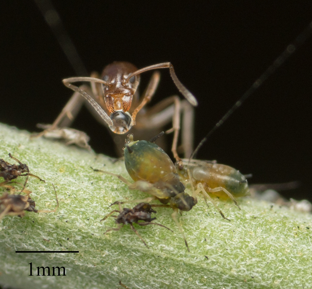 Aphis gossypii (Melon Aphid), California species
