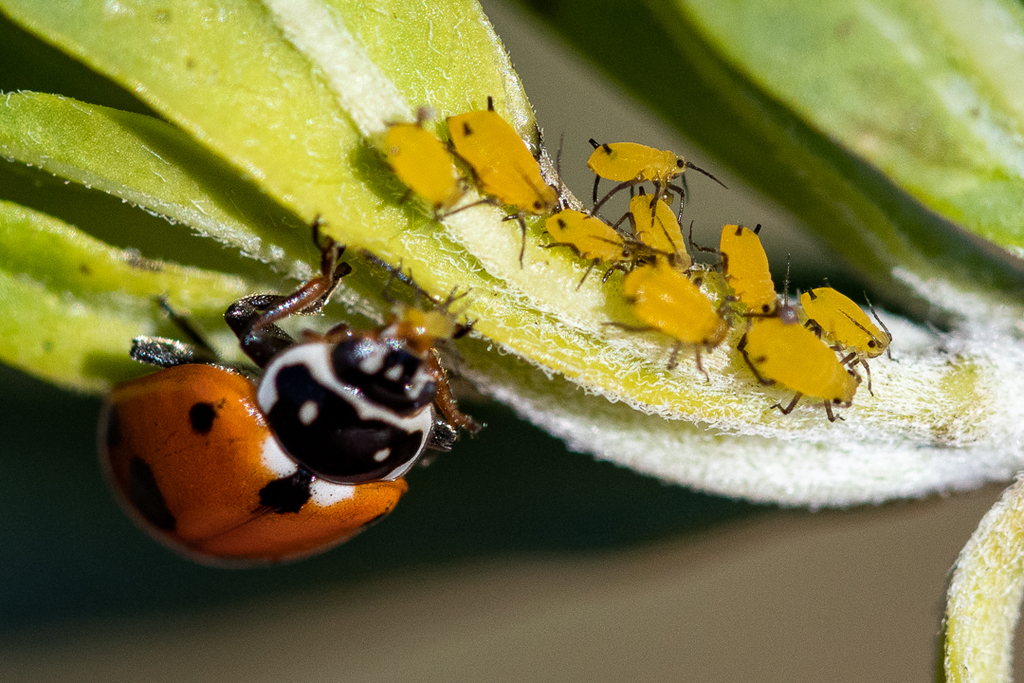 Aphis nerii (Oleander Aphid), California species