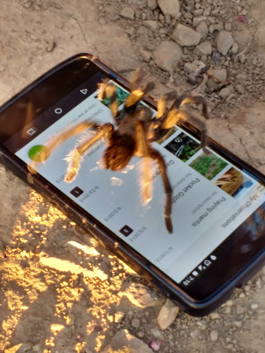 Aphonopelma iodius (Desert Tarantula), California species