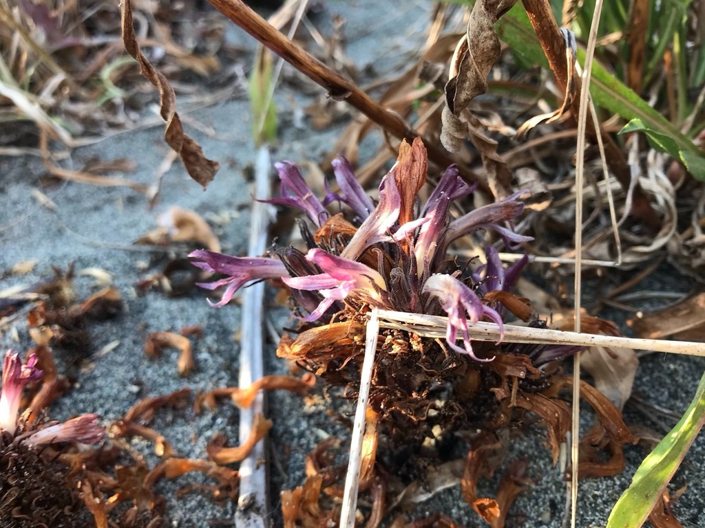 Aphyllon californicum — parent species of Aphyllon californicum subsp. condensum