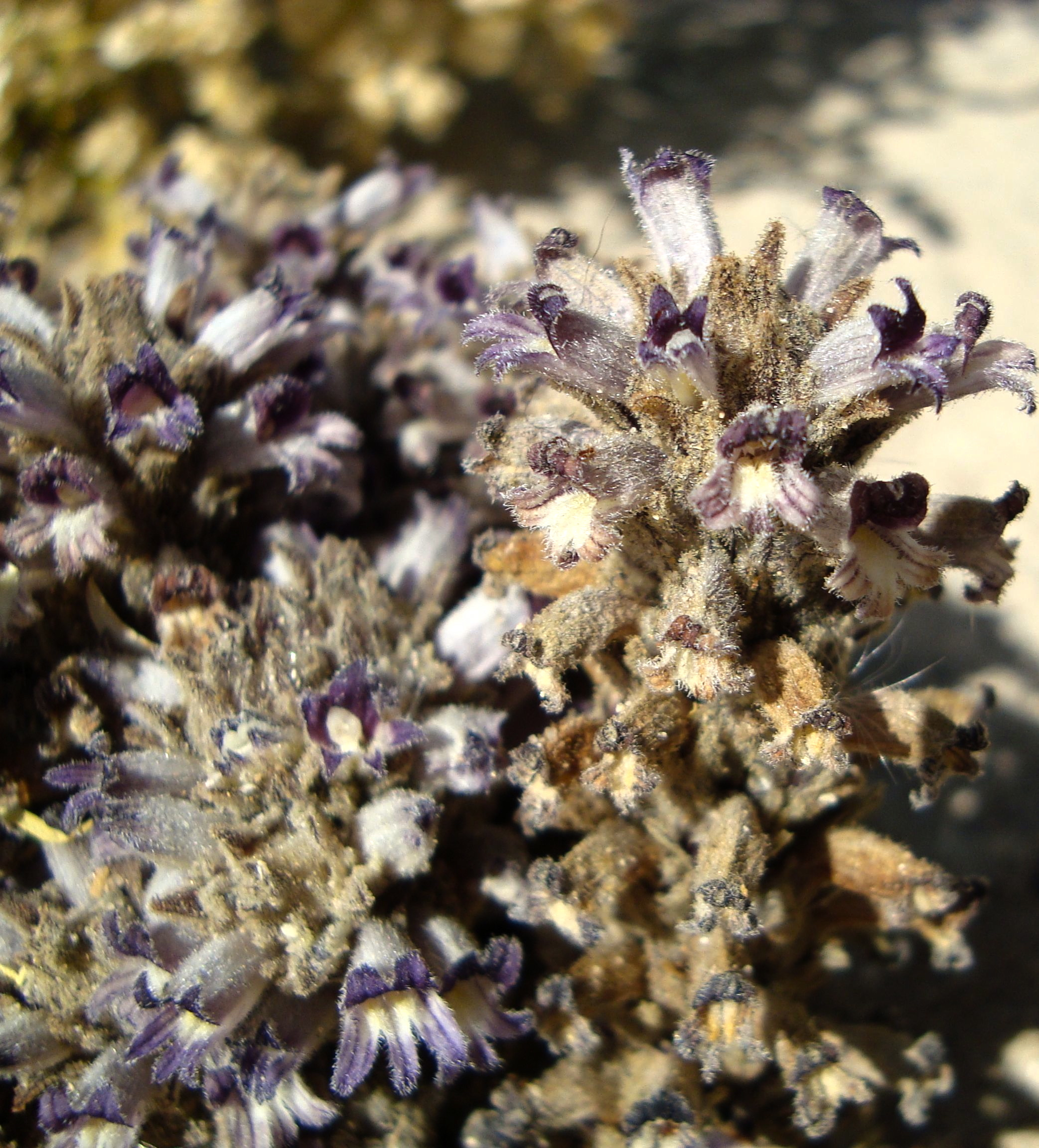 Aphyllon cooperi, native California herb