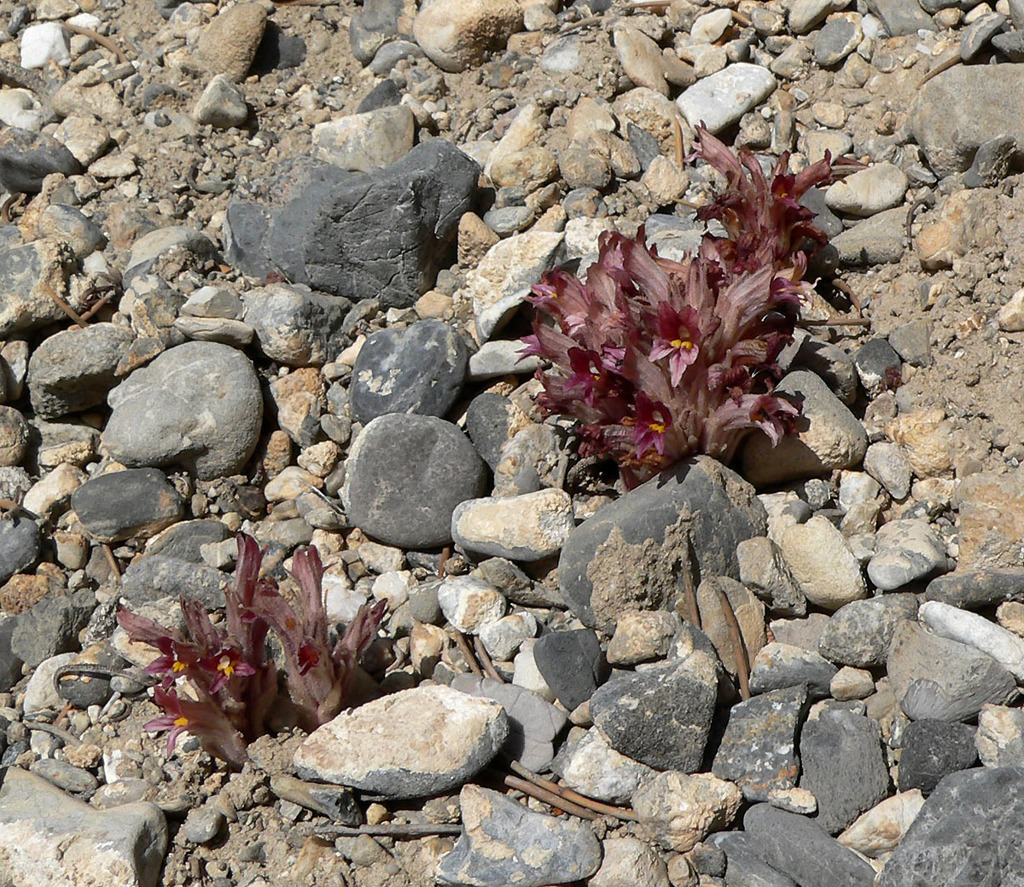Aphyllon corymbosum, native California herb