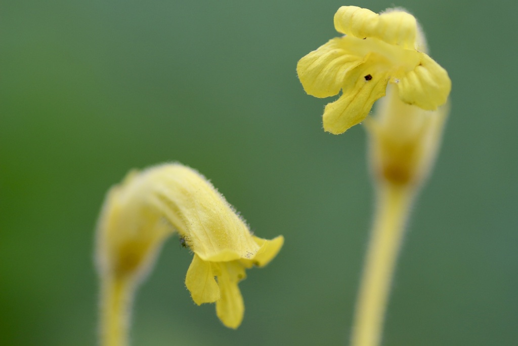 Aphyllon epigalium — parent species of Aphyllon epigalium subsp. notocalifornicum