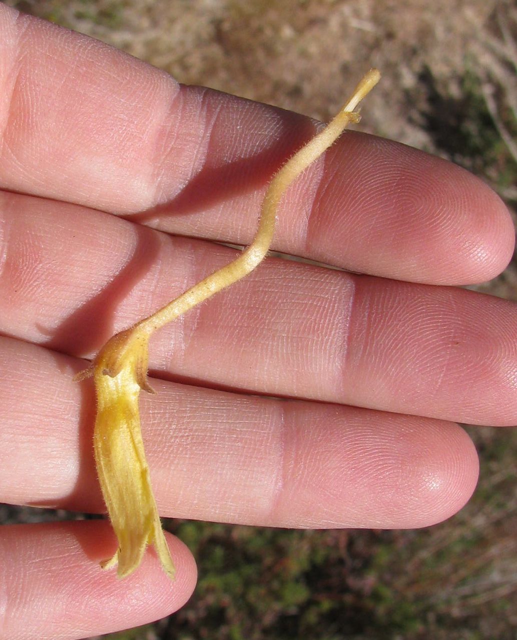 Aphyllon fasciculatum (Clustered broomrape), native California herb