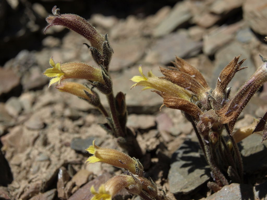 Aphyllon franciscanum (Franciscan broomrape), native California perennial
