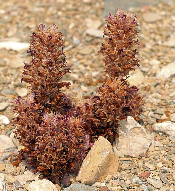 Aphyllon parishii, native California herb
