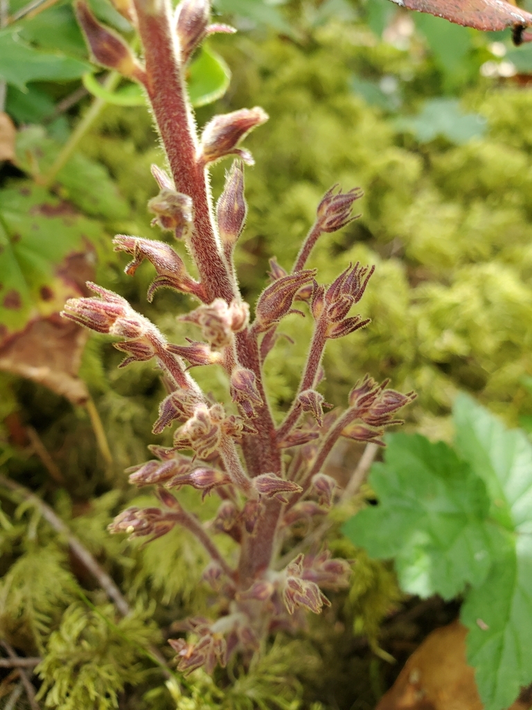 Aphyllon pinorum, native California herb