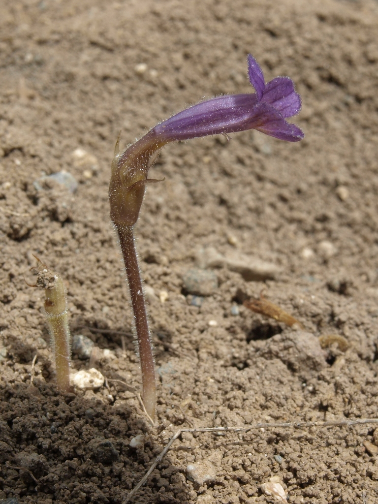 Aphyllon purpureum, native California herb