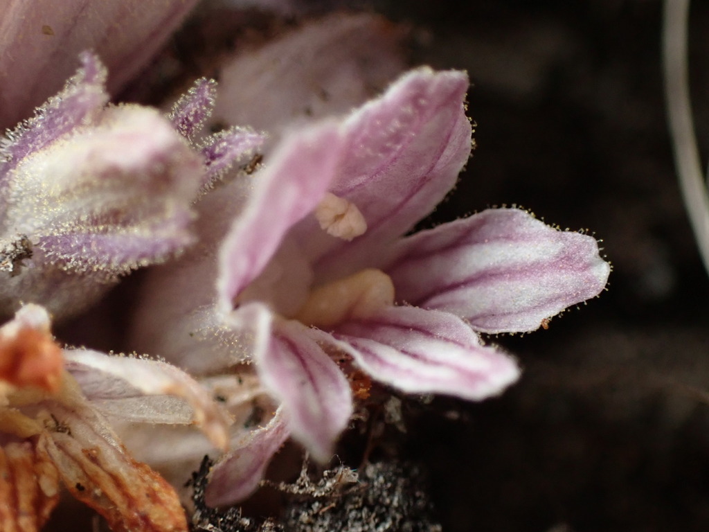 Aphyllon robbinsii (Robbins' broomrape), native California annual