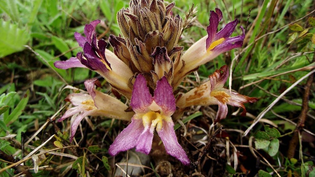 Aphyllon sp. (Broomrape), non-native California perennial
