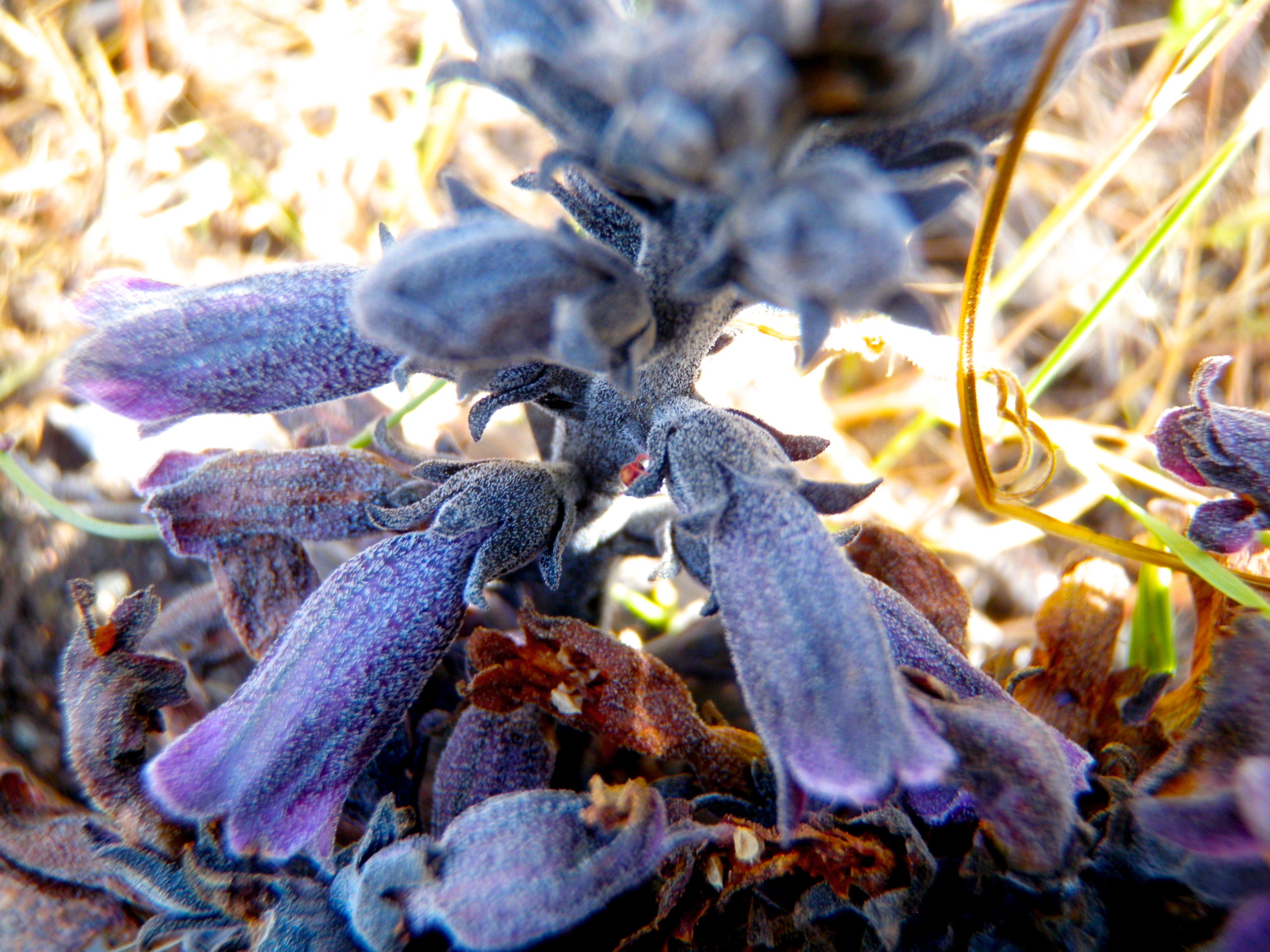 Aphyllon tuberosum, native California herb