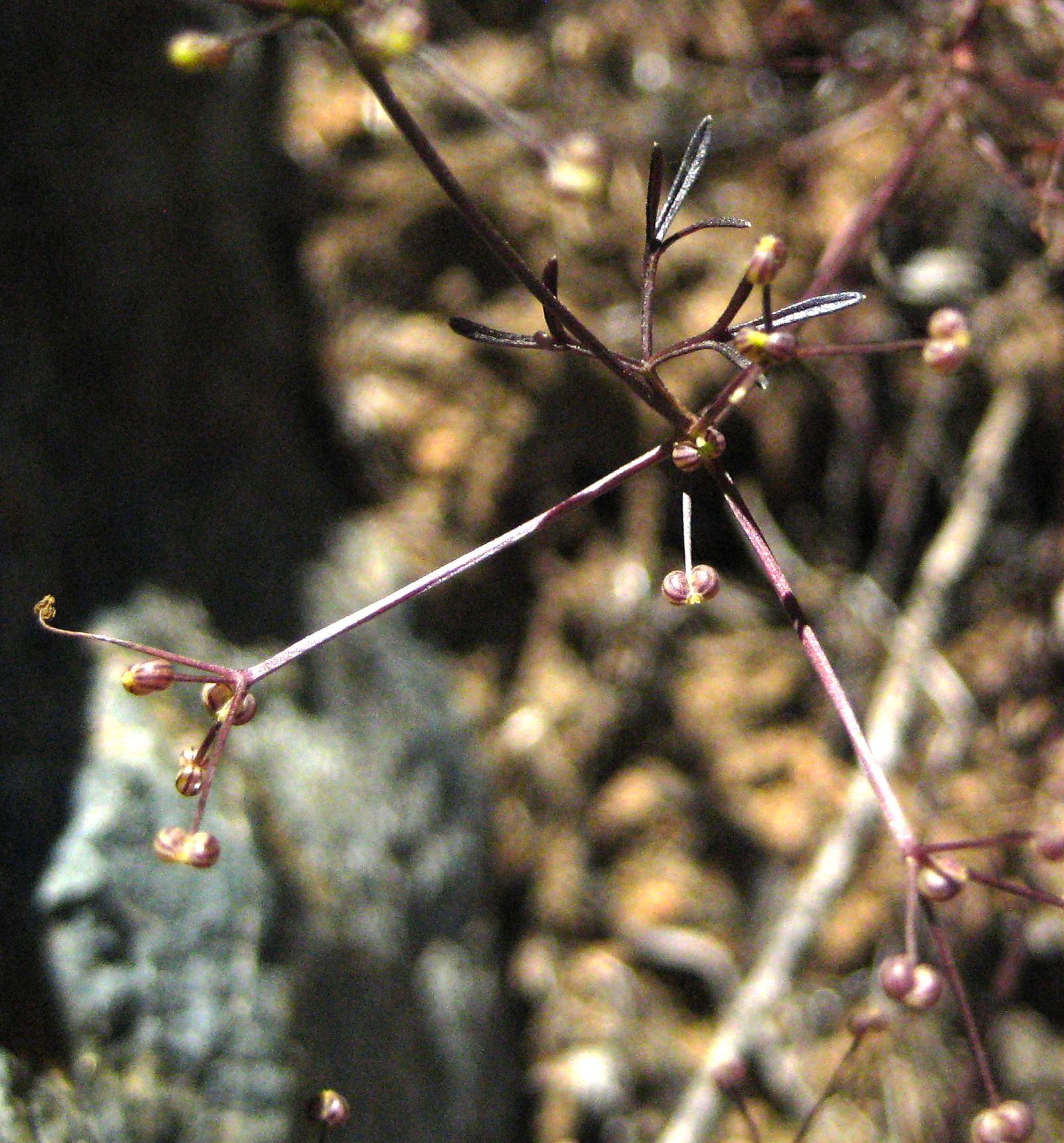 Apiastrum angustifolium (Mock parsley), native California herb