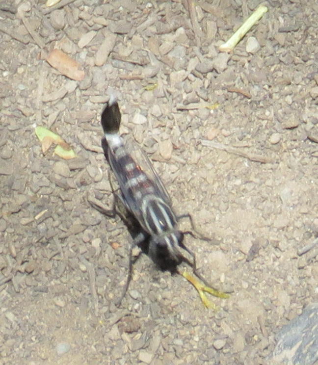 Apiocera warneri (Glamis Sand Fly), California species