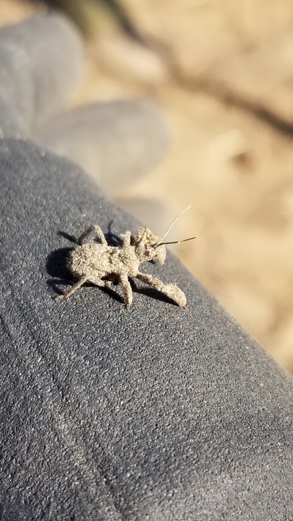 Apiomerus californicus (California Bee Assassin), California species