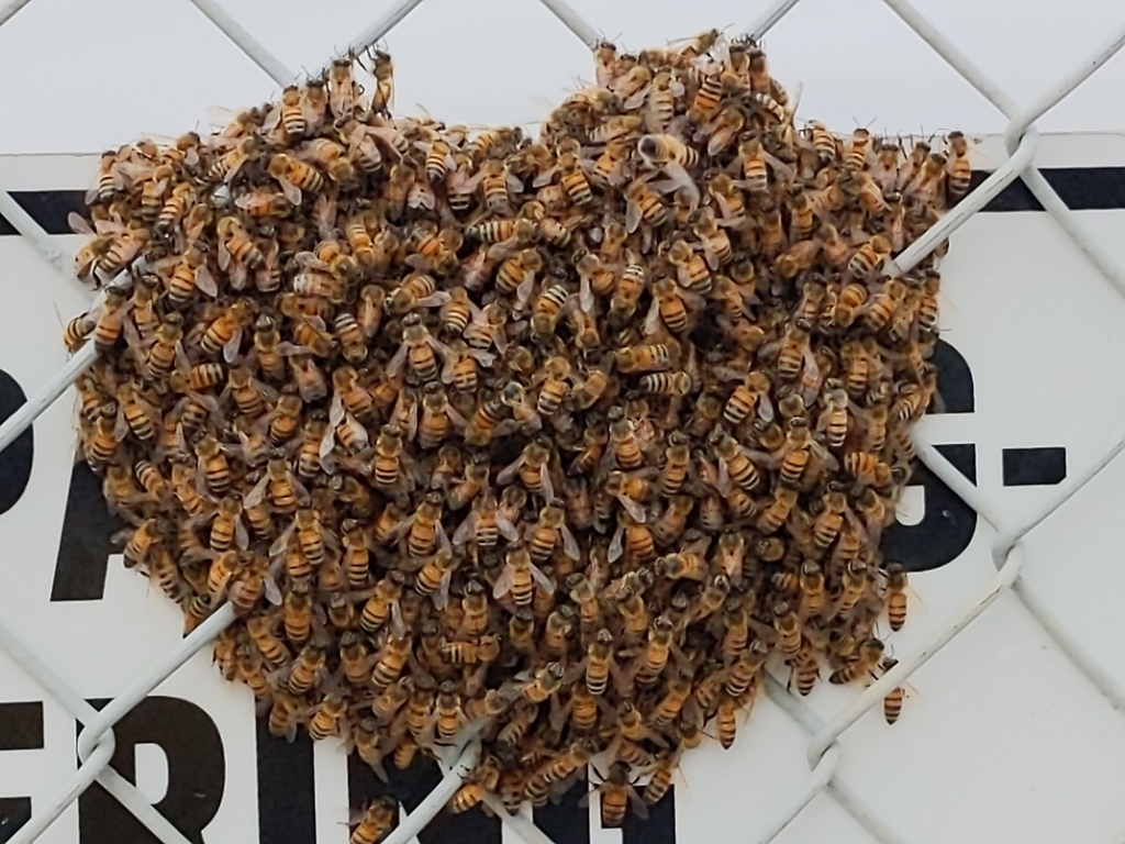 Apis mellifera (Western Honey Bee), California species