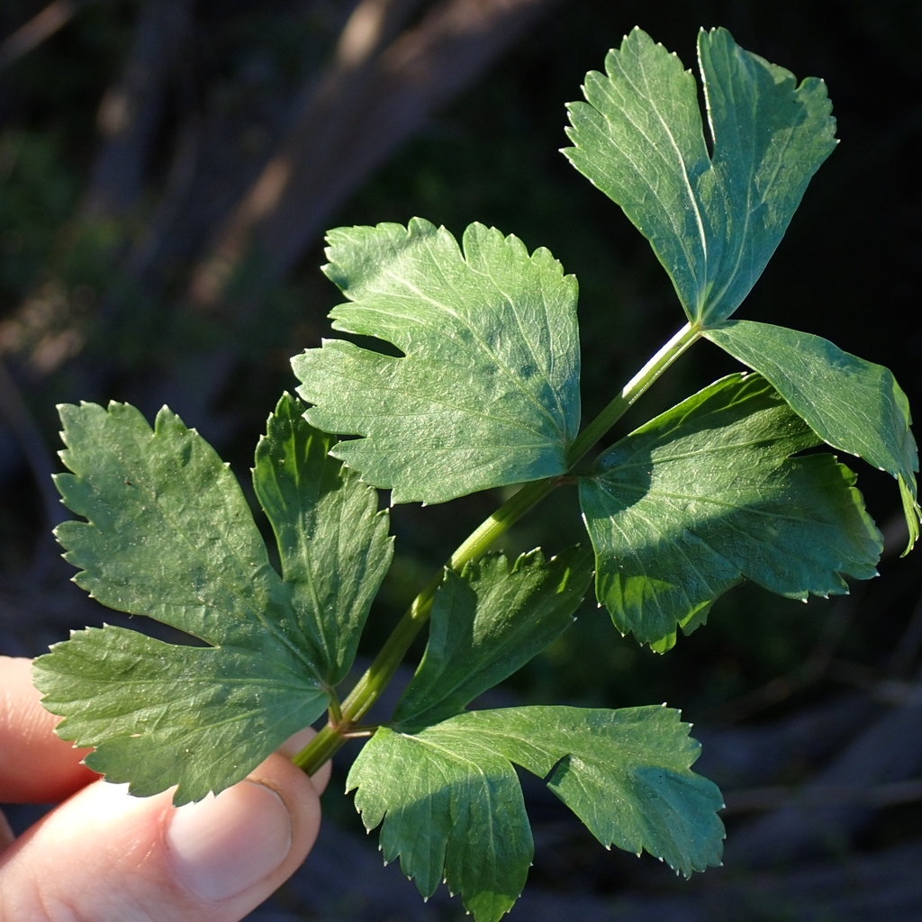 Apium graveolens (Celery), non-native California herb