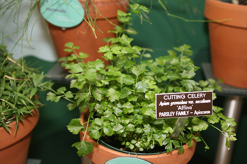 Apium nodiflorum (European marshwort), non-native California herb