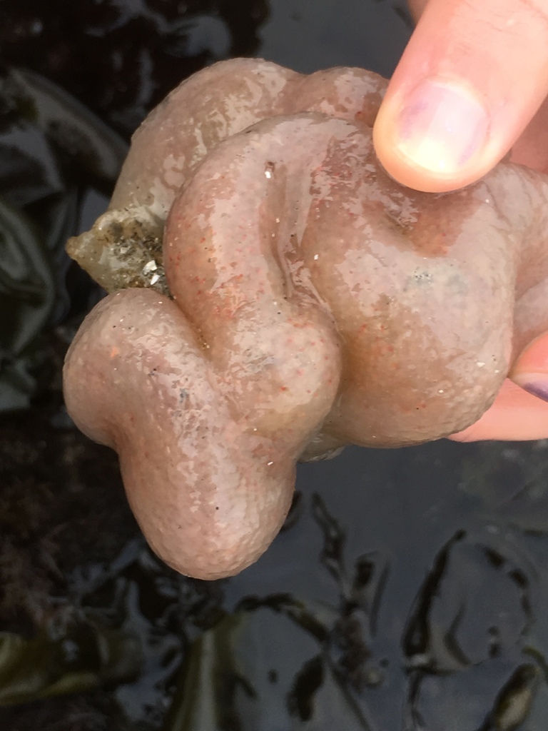 Aplidium californicum (Pacific Sea Pork), California species