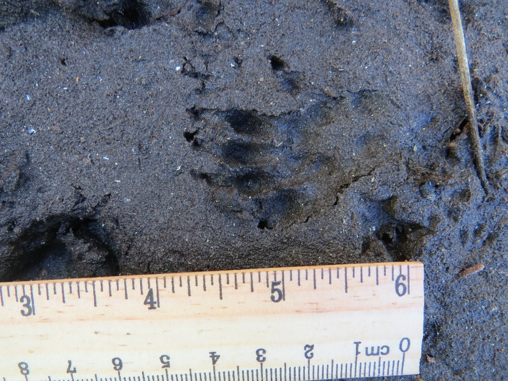 Aplodontia rufa californica (Sierra Nevada Mountain Beaver), California species