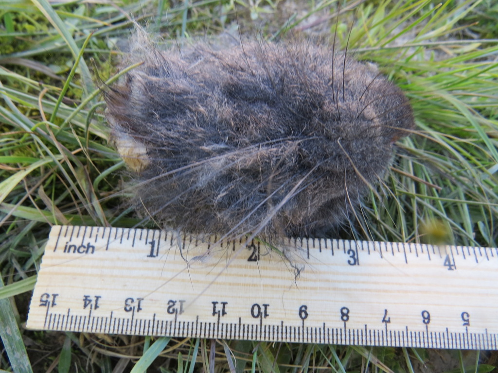 Aplodontia rufa (Mountain Beaver), California species