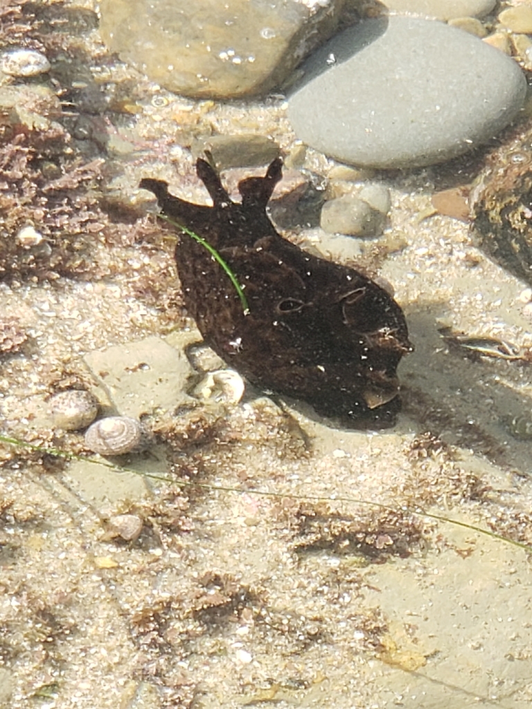 Aplysia californica (California Seahare), California species
